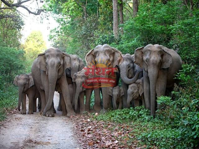 (कोरबा) चैतमा रेंज के ग्राम तेलसरा पहुंचे 48 हाथी-दहशत में ग्रामीण