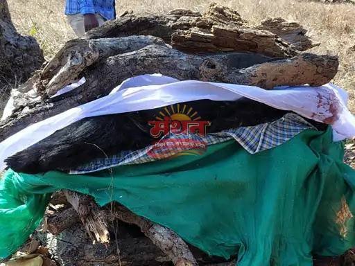 (कोरबा) वाहन की टक्कर से भालू की मृत्यु