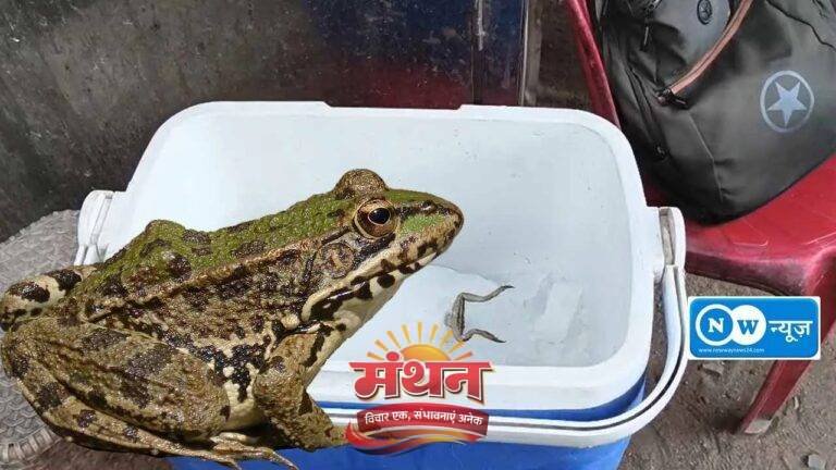 (कोरबा) जूस की बर्फ में मिला मरा हुआ मेढ़क-मचा हड़कंप