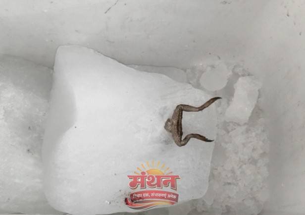 (कोरबा) बर्फ में मरा मेंढक मिलने का मामला और गर्माया