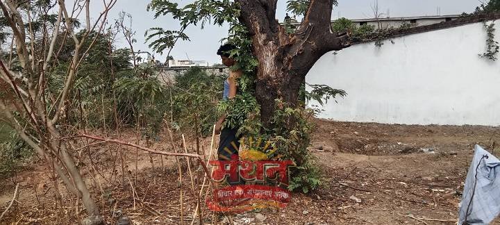 (कोरबा) पेड़ पर फंदे से लटका मिला युवक का शव-क्षेत्र में फैली सनसनी