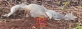 (कोरबा) आकाशीय बिजली की चपेट में आने से मवेशी की हुई मृत्यु