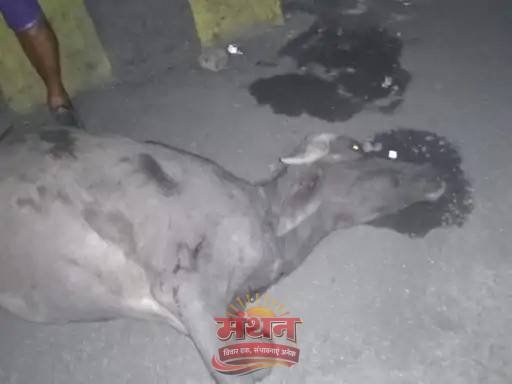 (कोरबा) ट्रैलर की चपेट में आए तीन मवेशी-मवेशी मालिक का हुआ भारी नुकसान