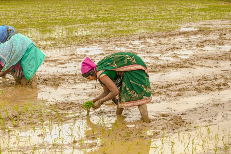 (कोरबा) झमाझम बारिश से दूर हुई किसानों की चिंता