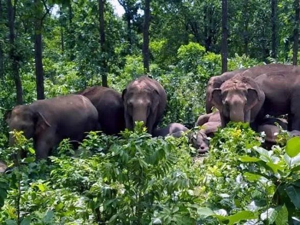 (कोरबा) कुदमुरा वन परिक्षेत्र में हाथियों ने मचाया भारी उत्पात