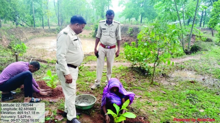 (कोरबा) किसानों की जमीन पर लग रहे मुख्यमंत्री वृक्ष संपदा योजना अंतर्गत पेड़