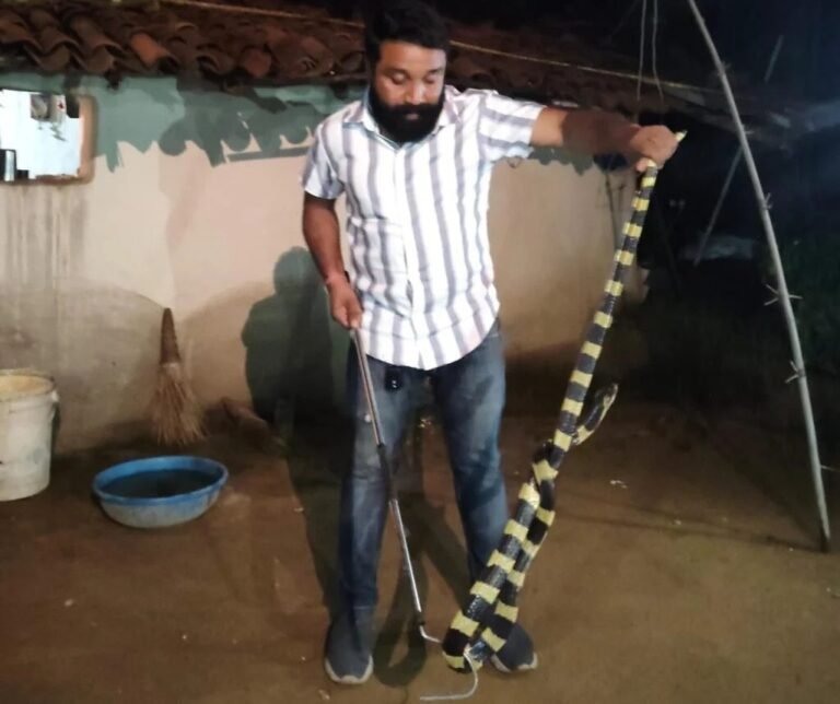 (कोरबा) 6 फीट लंबे अहिराज को बचाया ग्रामीणों ने-सुरक्षित रेस्क्यू कर छोड़ा जंगल