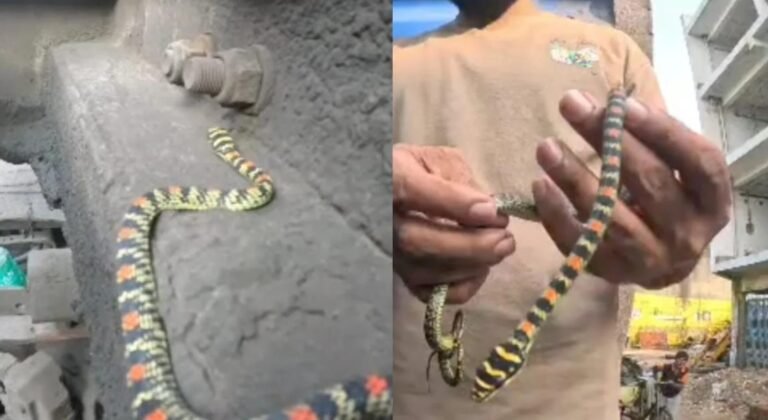 (कोरबा) चलते ट्रक के साथ कोरबा पहुंचा दुर्लभ ‘फ्लाइंग स्नेक’