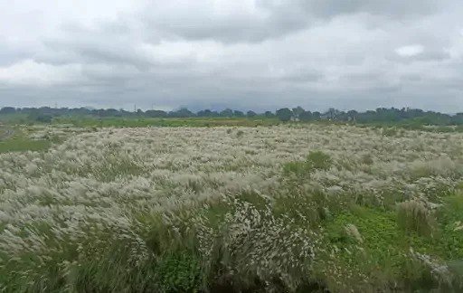 (कोरबा) कांस के फूलों से सफेद हुई धरती देने लगी मानसून विदाई का संदेश