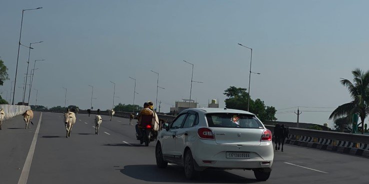 (कोरबा) राष्ट्रीय राजमार्ग -149B पर मवेशियों का अनवरत लग रहा जमघट-हादसों का बना हुआ हैं खतरा