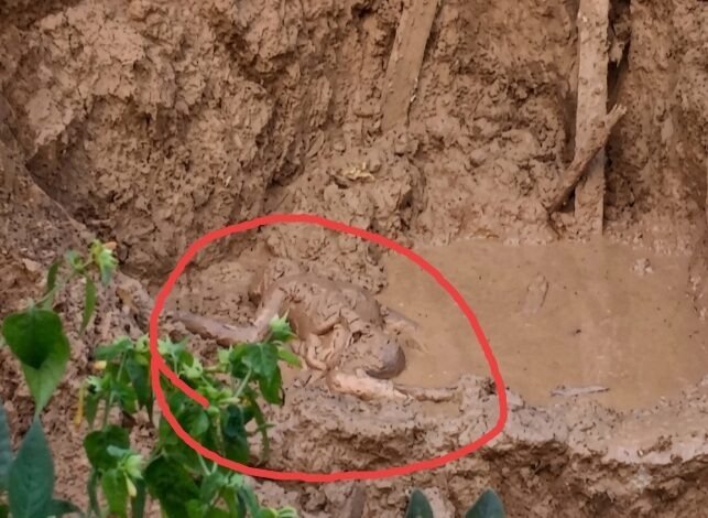 (कोरबा) कुएं की मिट्टी धंसने से उसमे दबे कृषक का शव मिला तीन दिन बाद